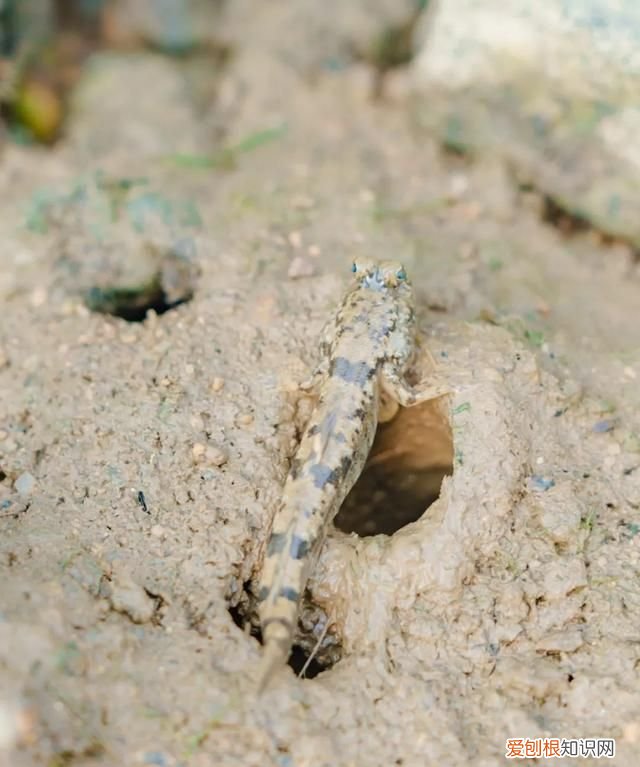 深圳10个海边沙滩超好玩