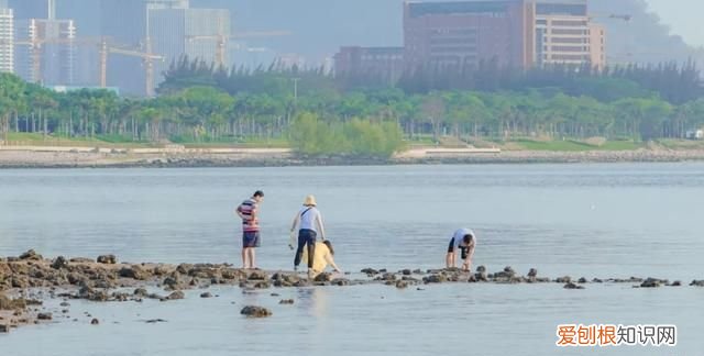 深圳10个海边沙滩超好玩