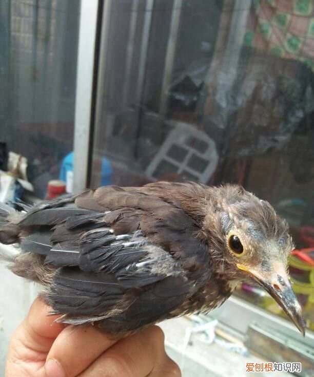 乌鸫鸟为什么养三年