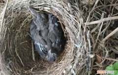 乌鸫鸟为什么养三年