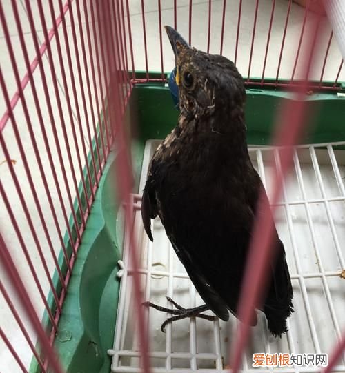 乌鸫鸟为什么养三年