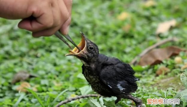 乌鸫鸟为什么养三年