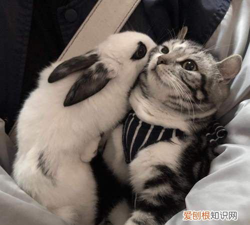 兔子和猫杂交生下来是什么，狗和猫杂交出来的是什么品种