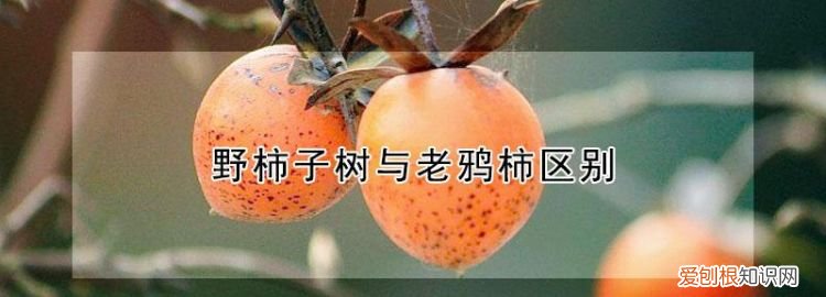 野柿子树与老鸦柿区别,野柿子和老鸭柿有什么区别