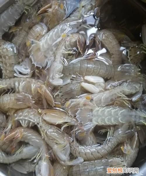 皮皮虾需不需要去黑线