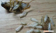 蟑螂是无性繁殖吗，马岛蟑螂多久繁殖一次