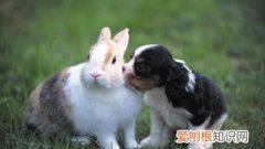 兔子什么表现说明喜欢你