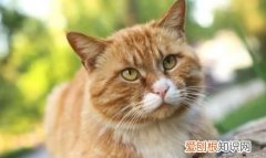 猫生小猫为什么会死，猫生的小猫死了是什么原因