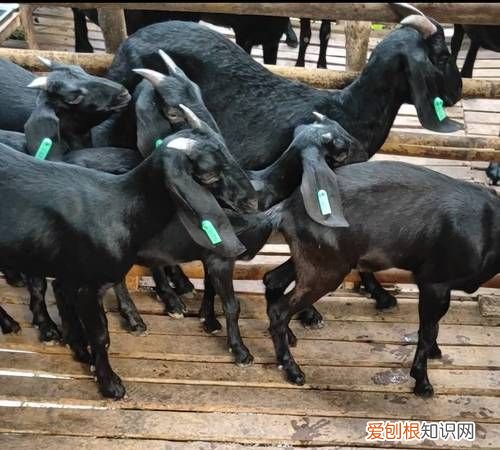 黑山羊品种有哪些,一只山羊多少斤肉