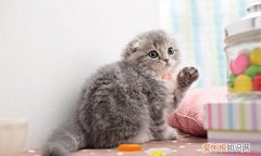 猫狂犬病发作几天会死，如果猫携带狂犬病毒能活多久