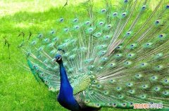 孔雀为什么被称为百鸟之王 孔雀被视为百鸟之王