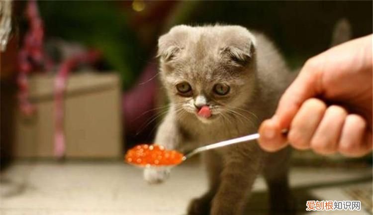 猫吃完食为什么嚎叫，为什么用手喂猫咪才吃