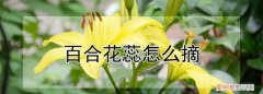 百合花花蕊染色洗得掉吗，百合花花蕊绿色的东东要去掉