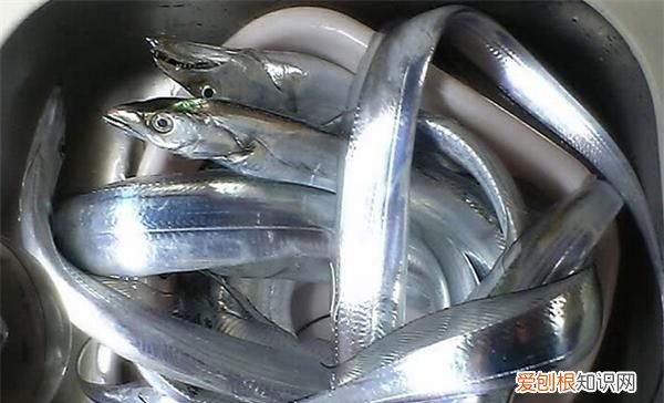 带鱼在海里怎么游,带鱼生活在海底多少米