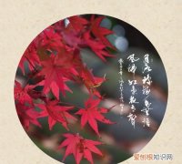 霜叶红于二月花是什么季节的，霜叶红于二月花是哪个季节的