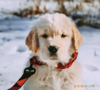 金毛犬如何减肥，狗换主人如何更改狗证