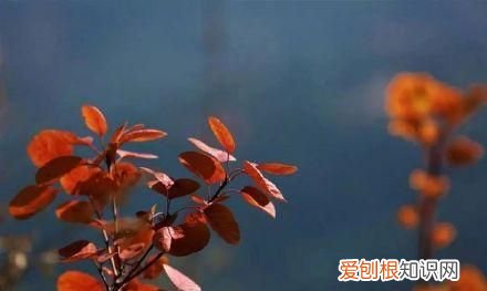 行走世界的北京老刘香山赏秋 北京香山赏秋时间表