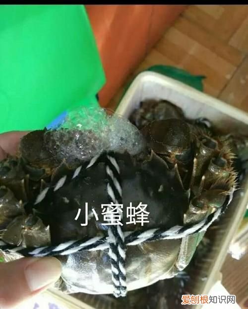 螃蟹吐泡泡还能吃吗，螃蟹吐泡泡还能活几个小时