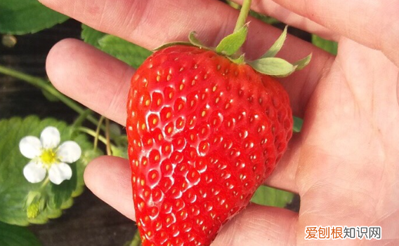 泡沫箱如何种草莓，用泡沫箱种草莓怎样种