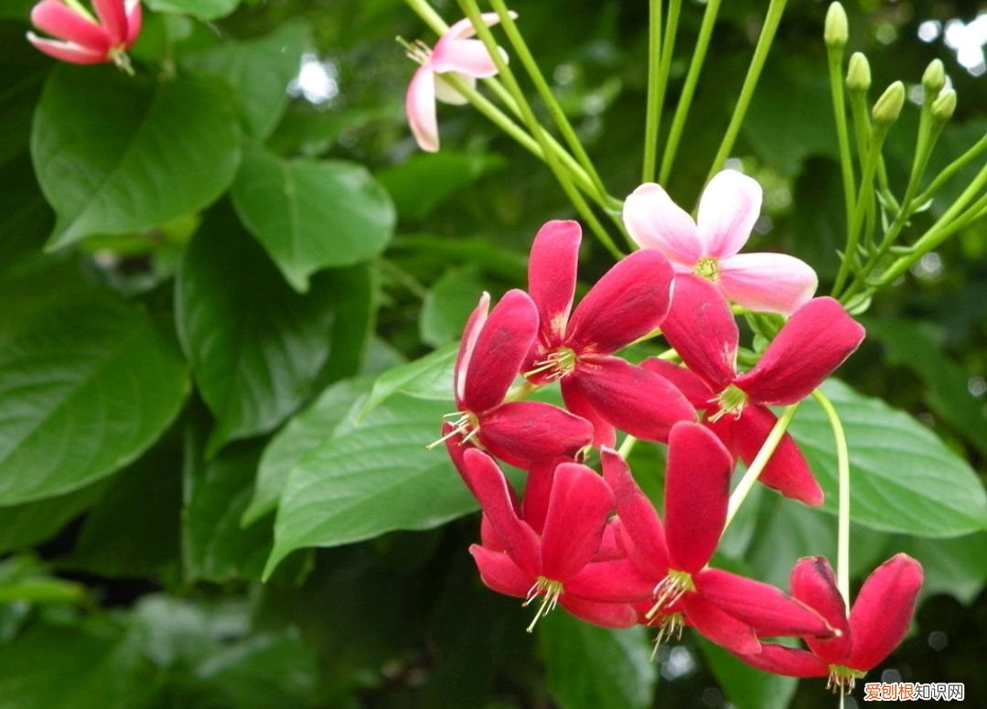 春游赏花，都是什么花