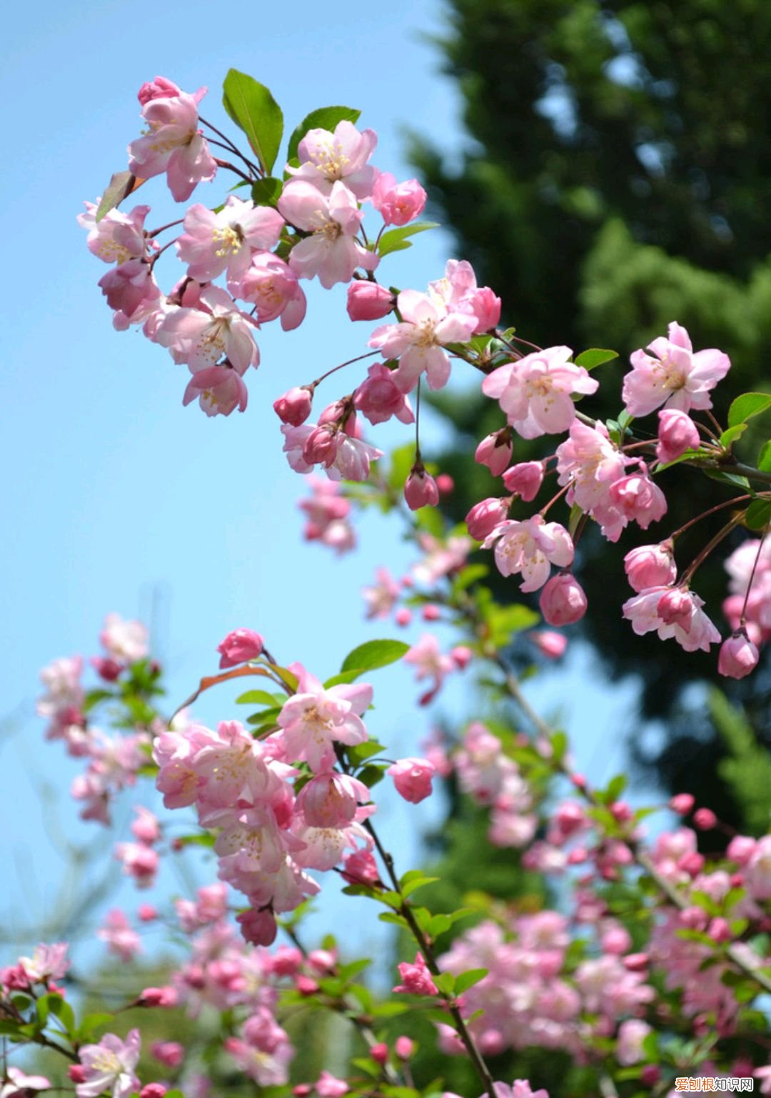 春游赏花，都是什么花