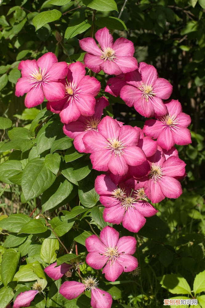 春游赏花，都是什么花