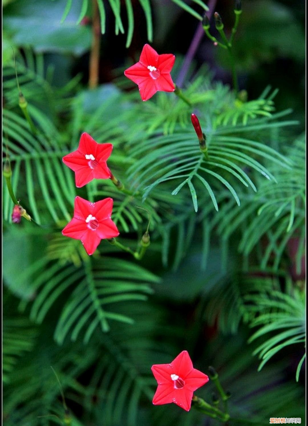 春游赏花，都是什么花