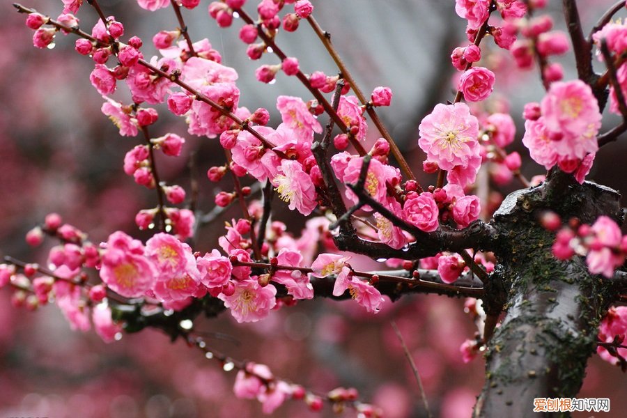 春游赏花，都是什么花