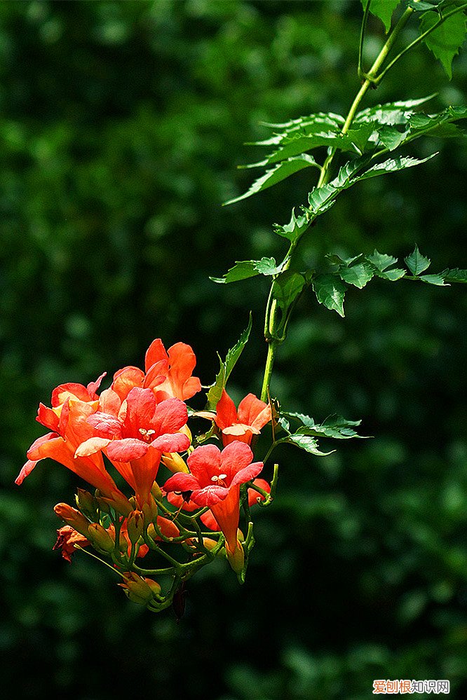 春游赏花，都是什么花