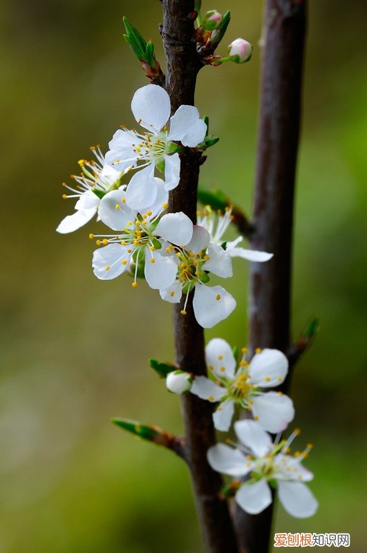 春游赏花，都是什么花