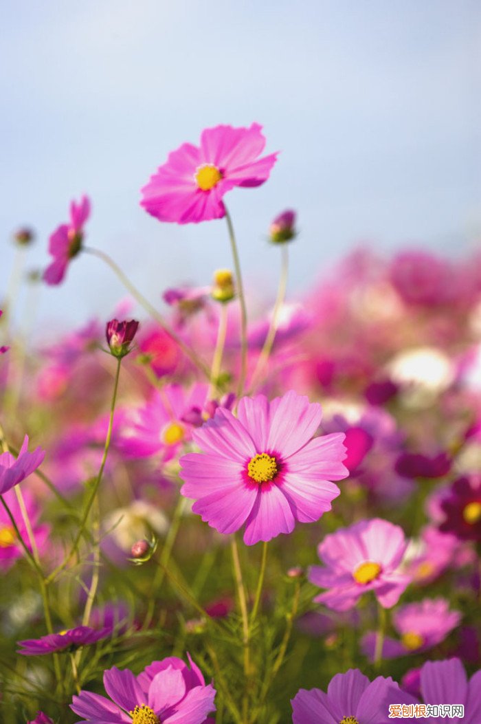 春游赏花，都是什么花