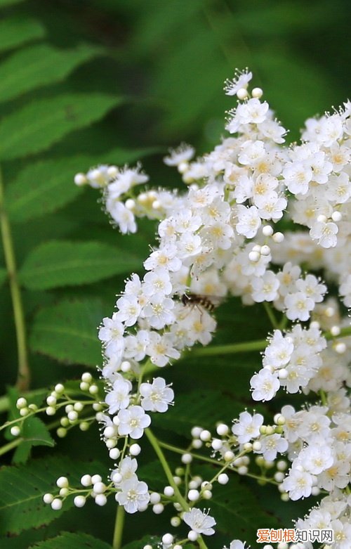 春游赏花，都是什么花