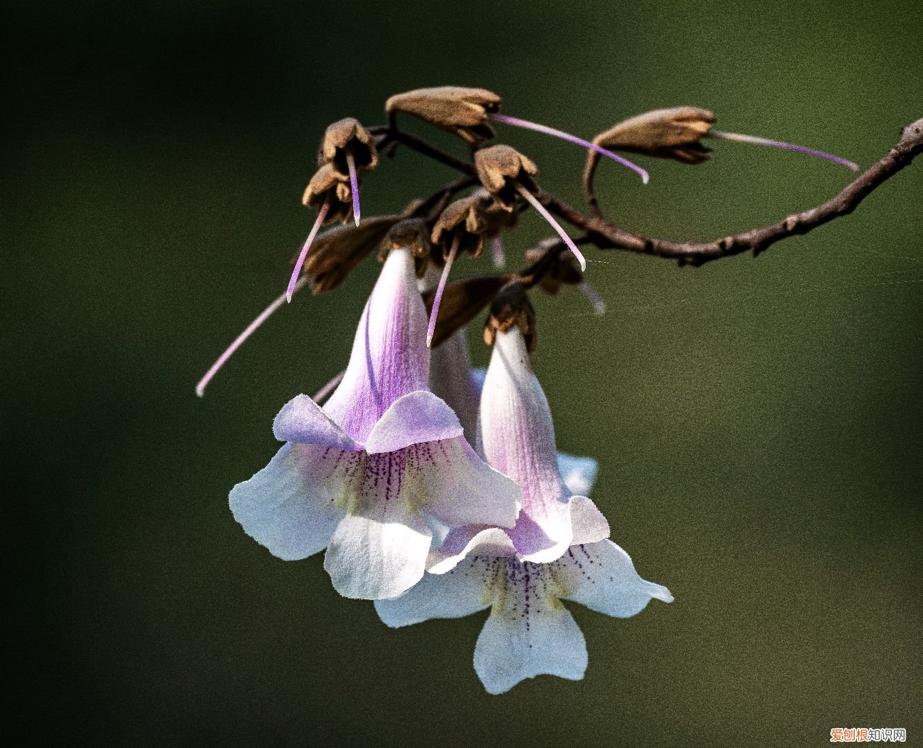 春游赏花，都是什么花