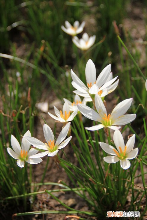 春游赏花，都是什么花