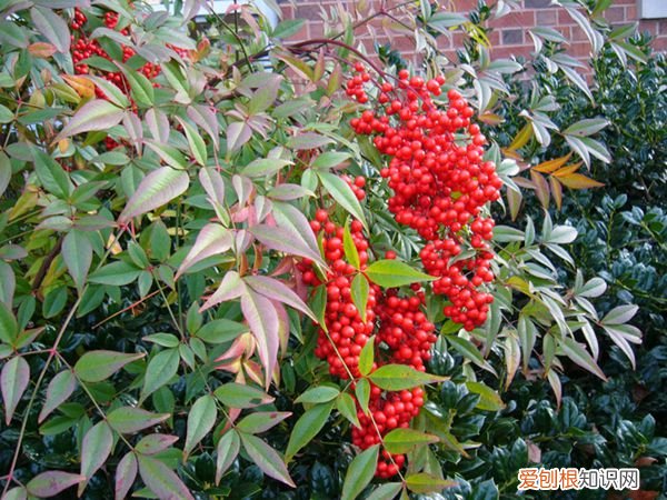 春游赏花，都是什么花