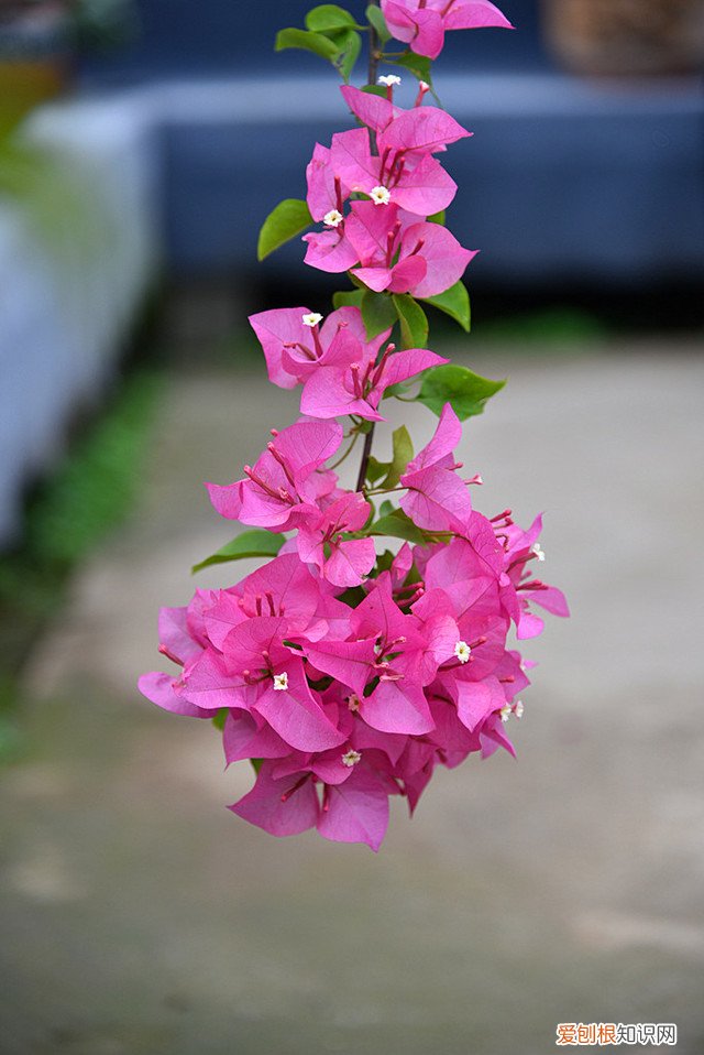 春游赏花，都是什么花