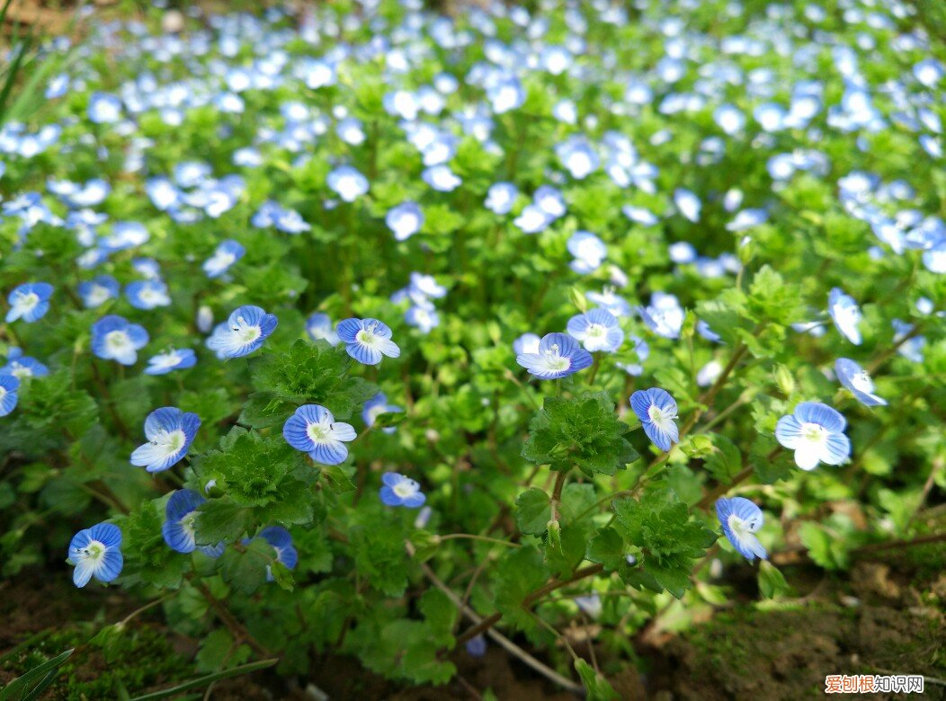 春游赏花，都是什么花