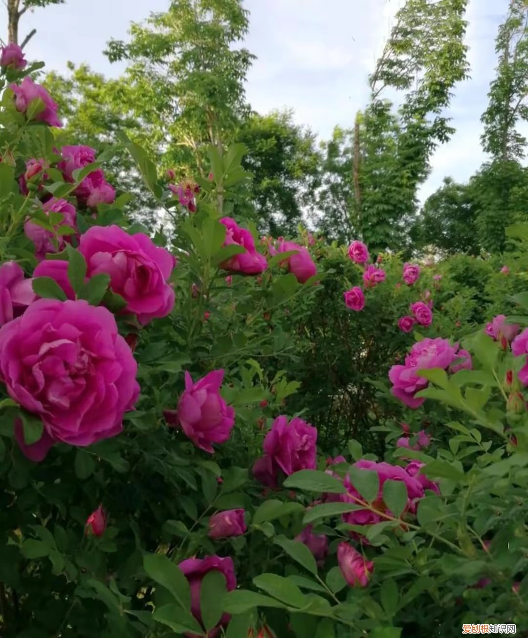 春游赏花，都是什么花