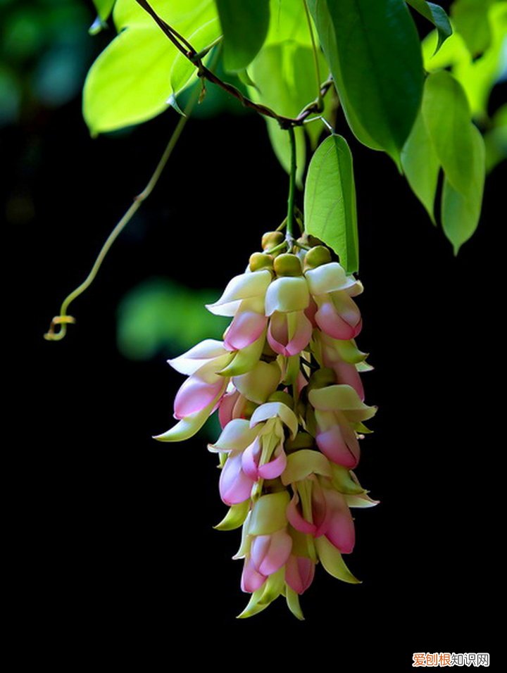 春游赏花，都是什么花