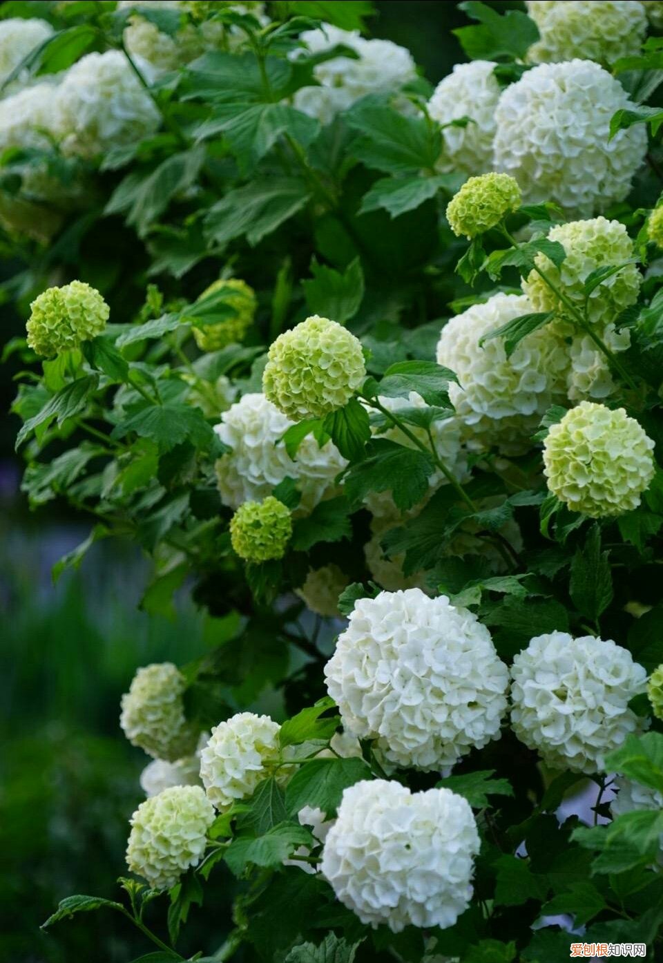 春游赏花，都是什么花