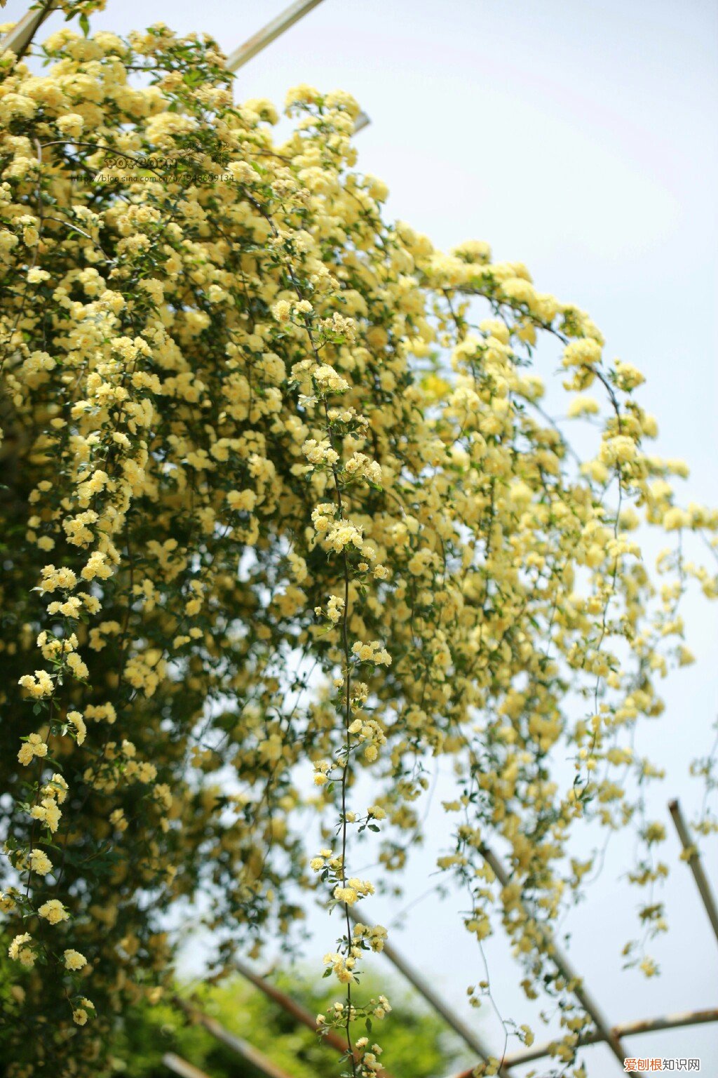 春游赏花，都是什么花