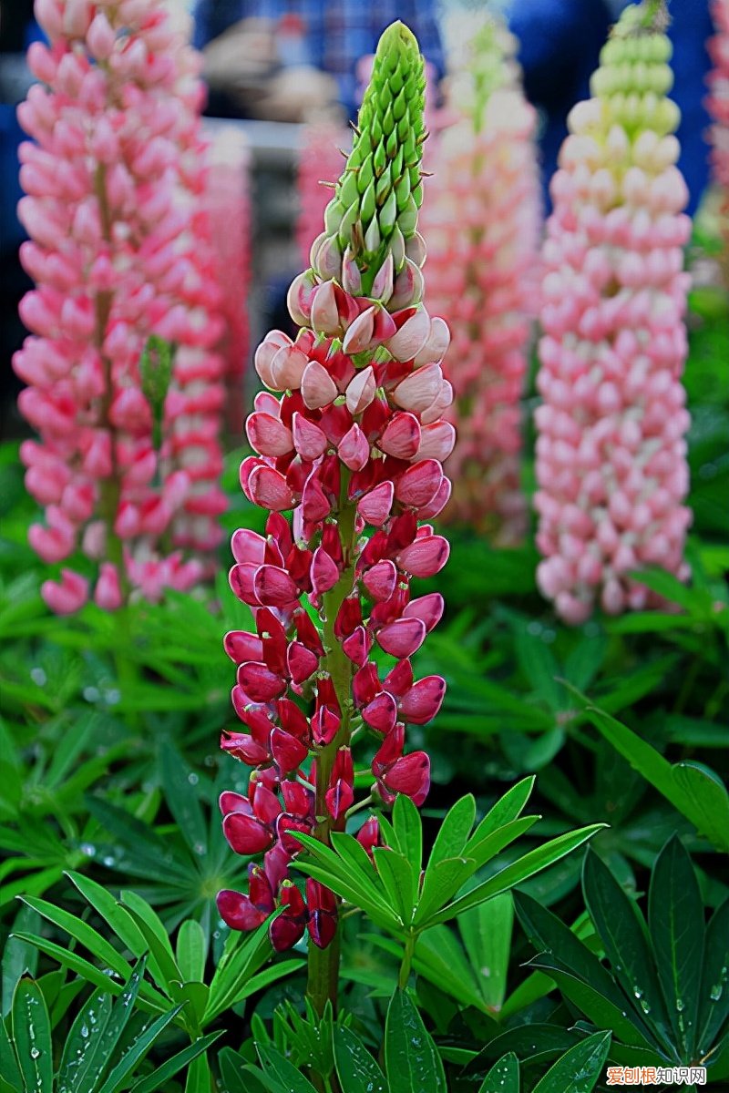 春游赏花，都是什么花