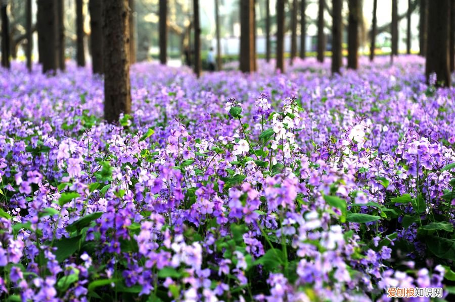 春游赏花，都是什么花