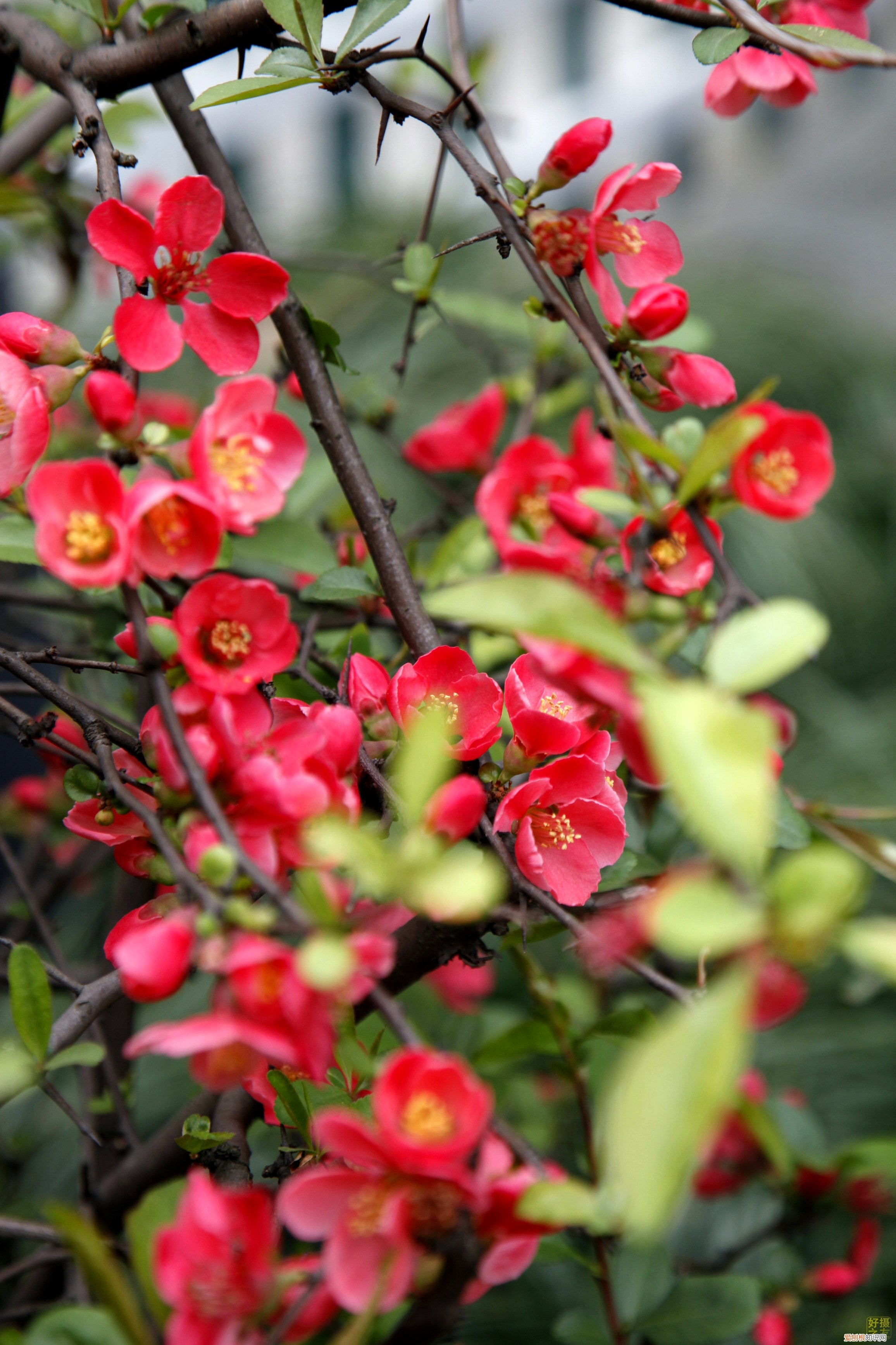 春游赏花，都是什么花