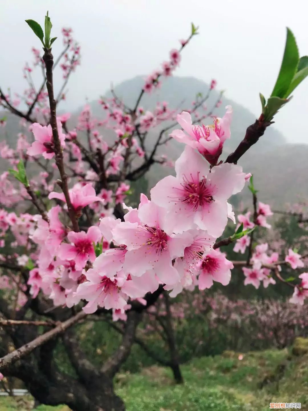 春游赏花，都是什么花