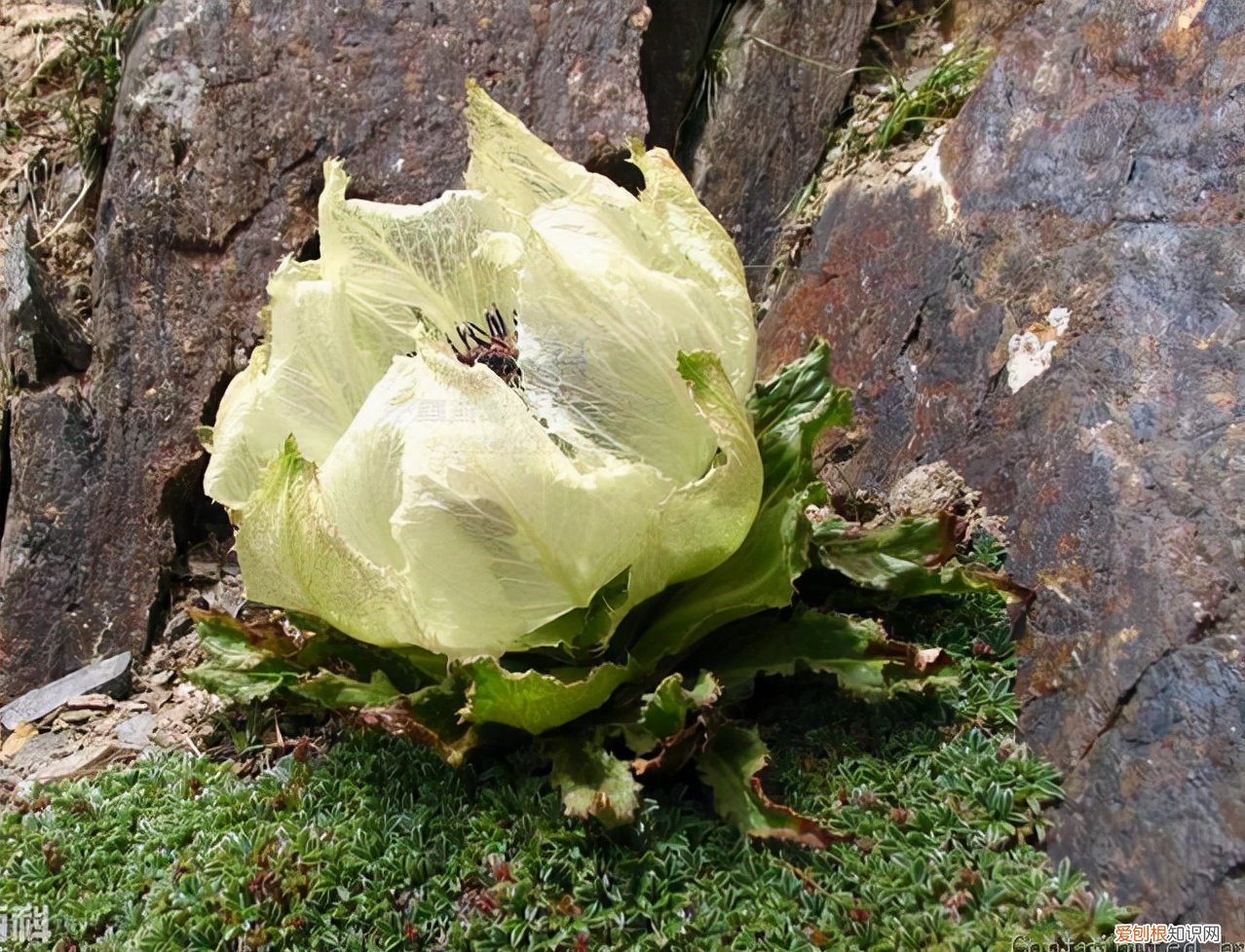 春游赏花，都是什么花