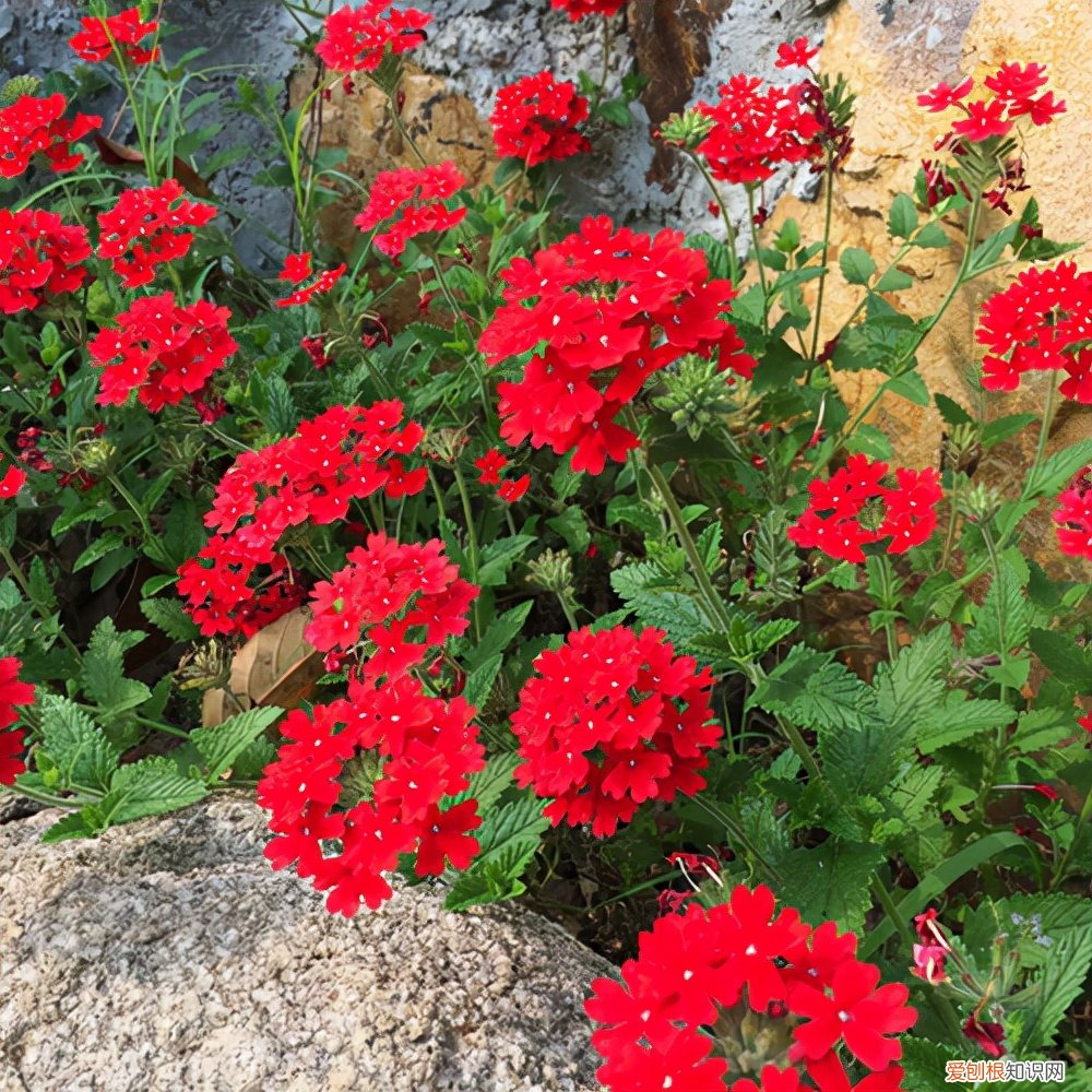 春游赏花，都是什么花