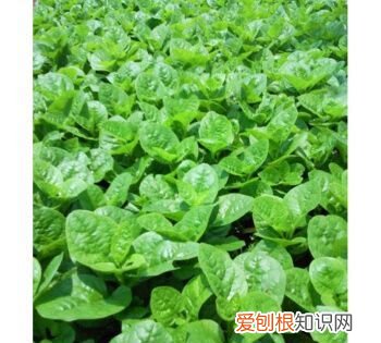 蔬菜有哪些品种,绿叶蔬菜有哪些品种