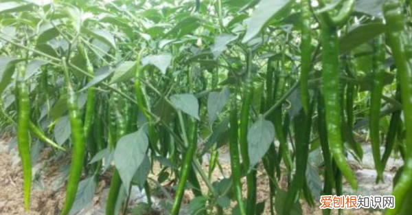 春天露地种什么蔬菜,春季适合种什么蔬菜