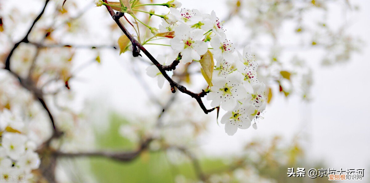 魏县梨花节是什么时间